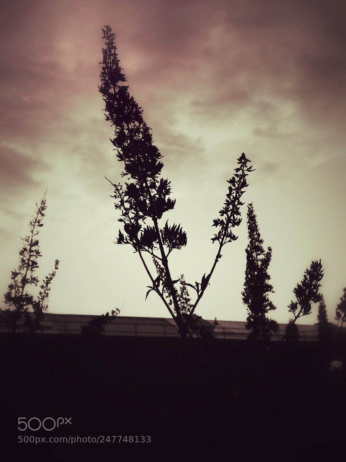 Xiaomi Mi A1 sample photo. Untitled photography