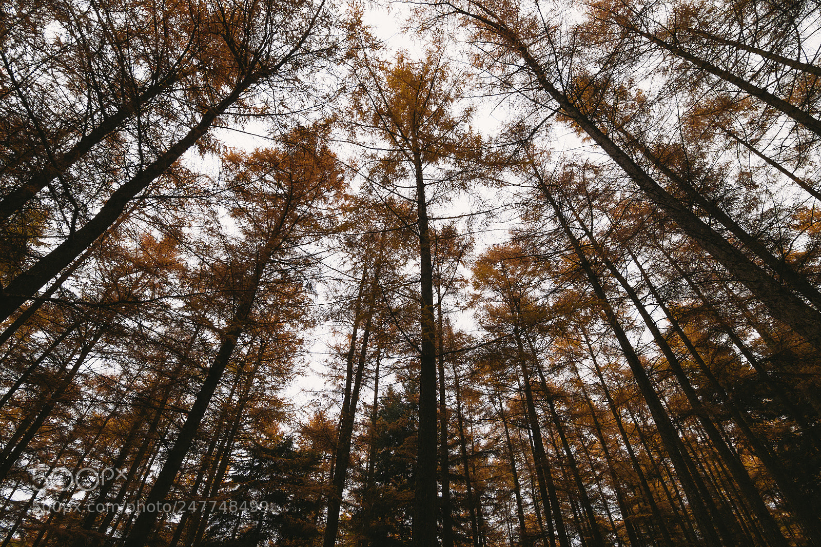 Nikon D500 sample photo. Fall trees photography