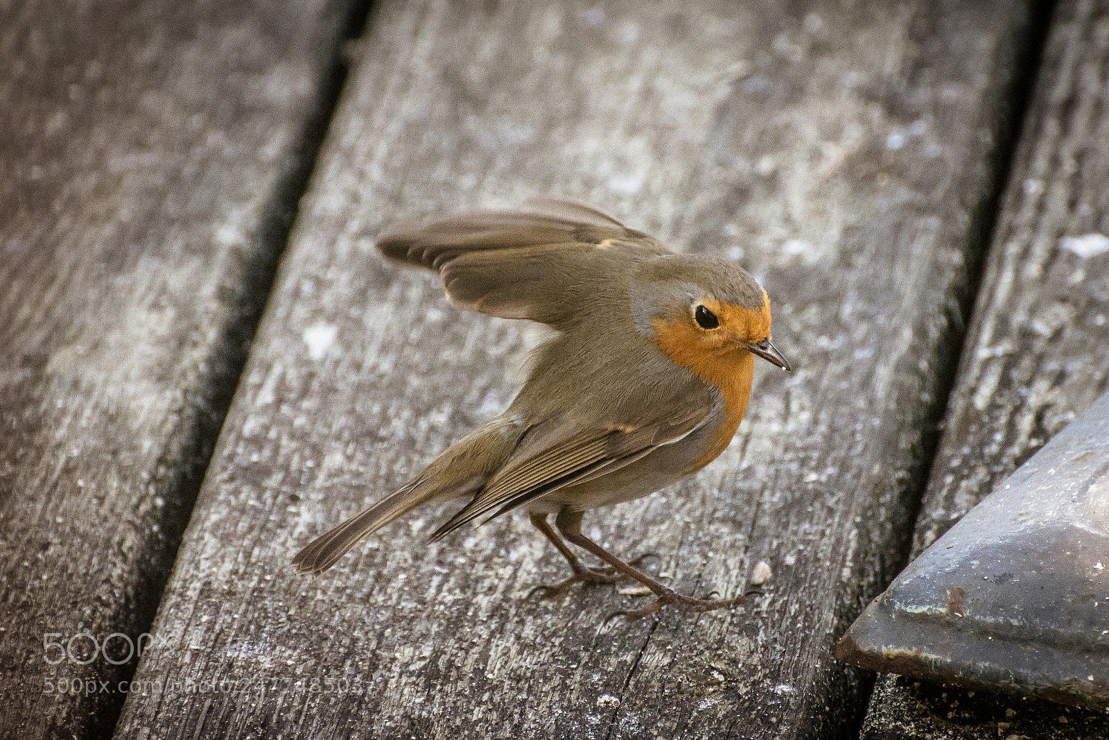 Nikon D7200 sample photo. Garden bird 3 photography