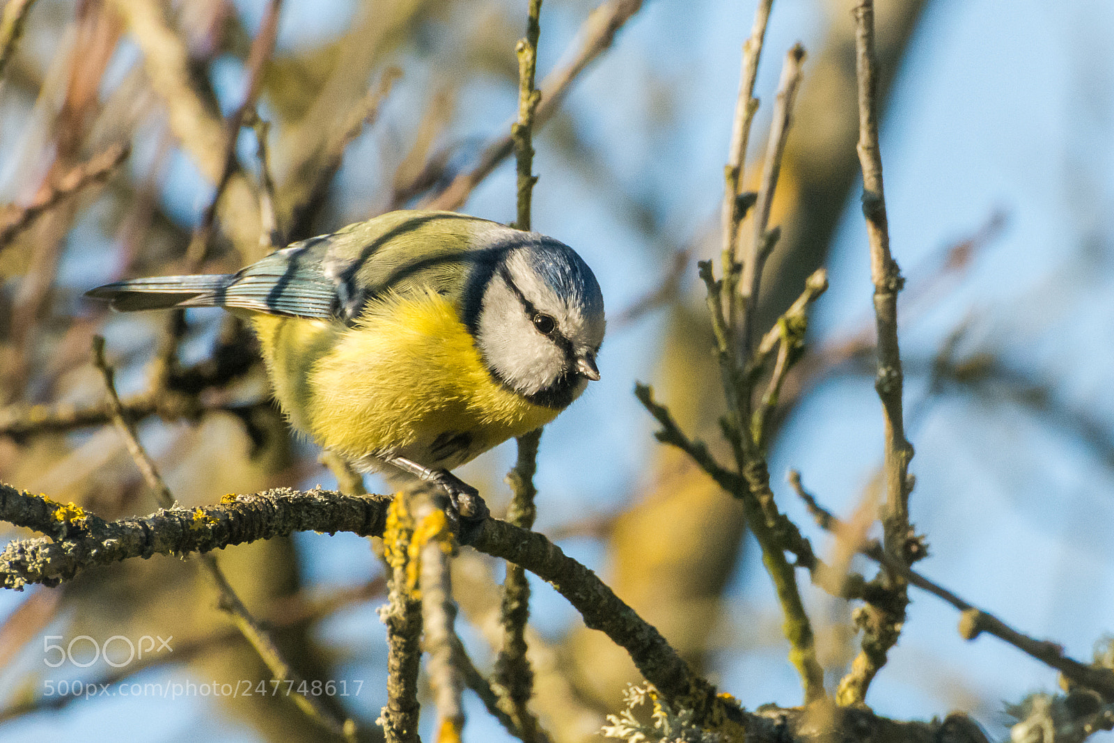 Nikon D7200 sample photo. Garden bird photography