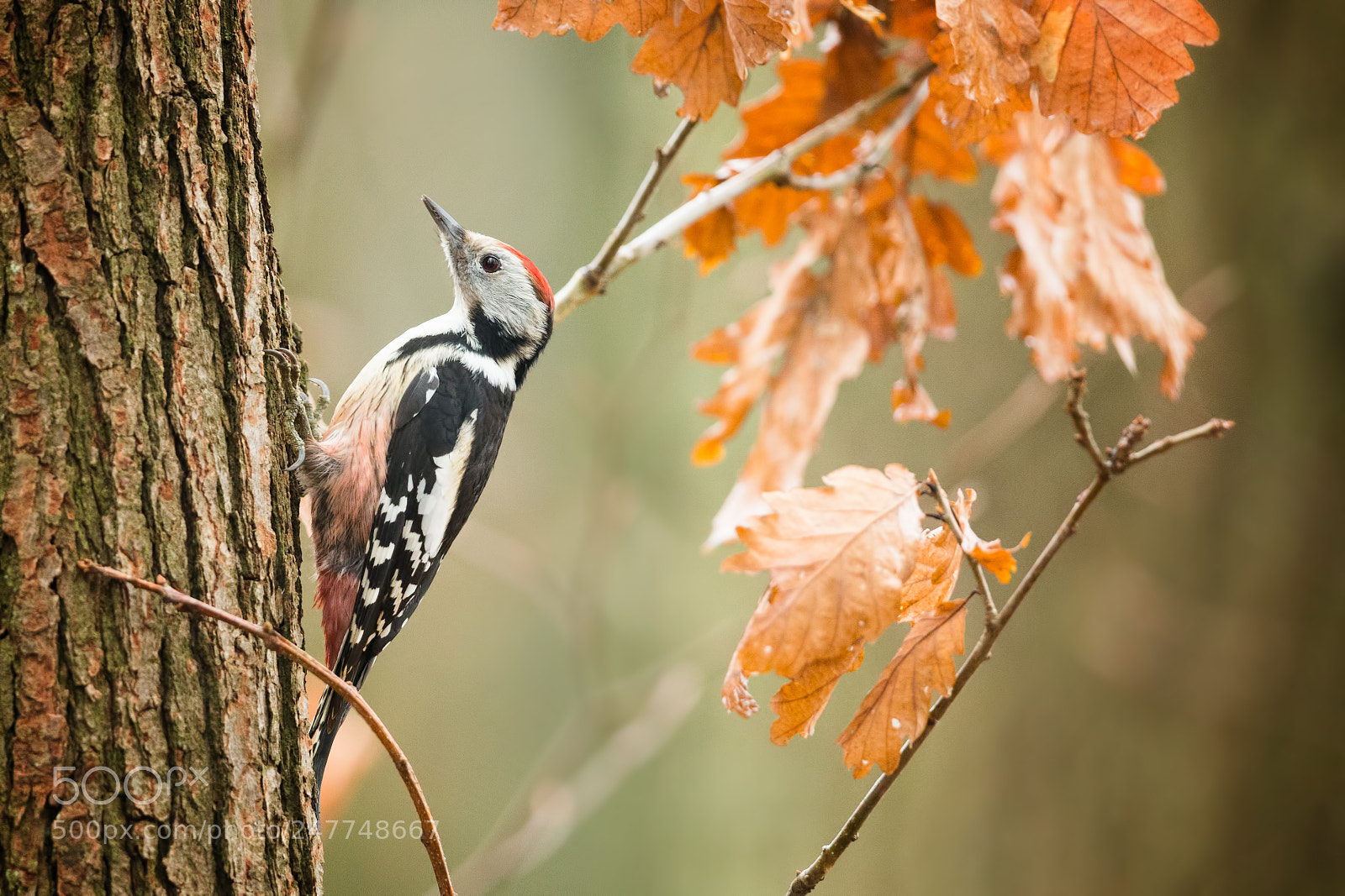 Canon EOS-1D X sample photo. Middle-spotted woodpecker photography