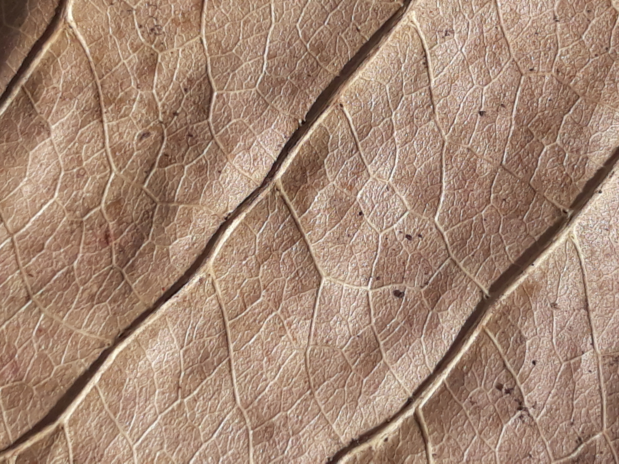 Samsung Galaxy J5 Pro sample photo. Macro 🍂 photography