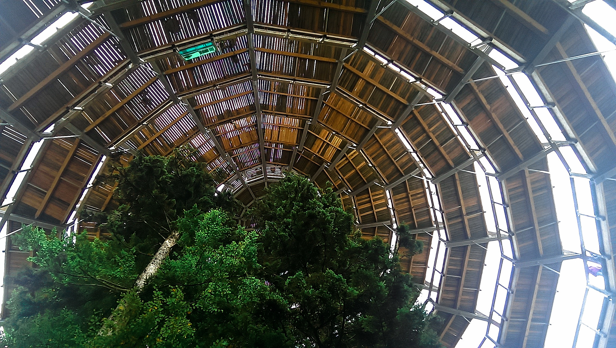 HTC ONE sample photo. Circle of trees photography