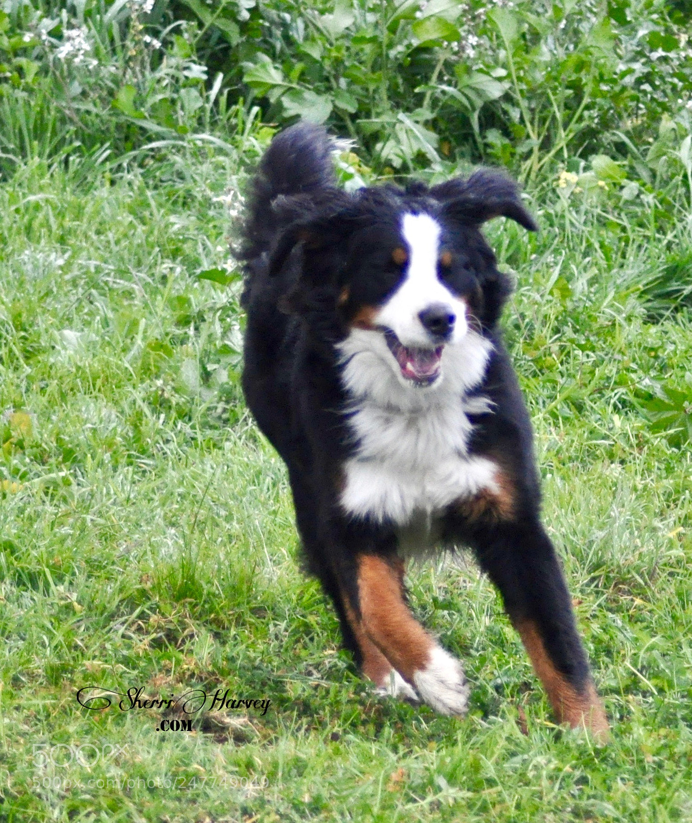 Nikon D90 sample photo. Zoe, puppy, burmese mountain photography