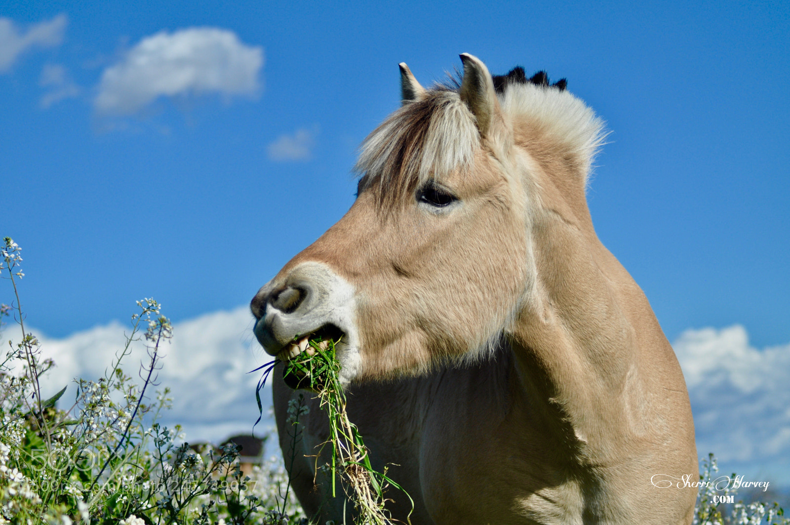 Nikon D90 sample photo. Horse, icelandic, fjord, nature photography