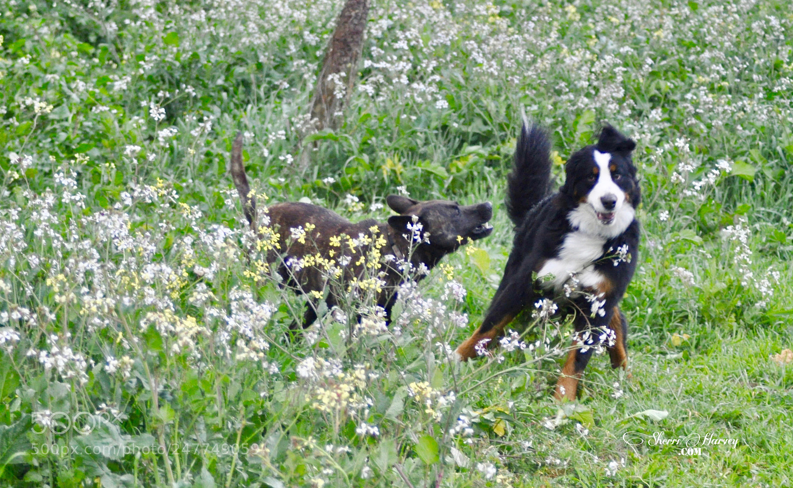 Nikon D90 sample photo. Zoe, formosan mountain dog photography