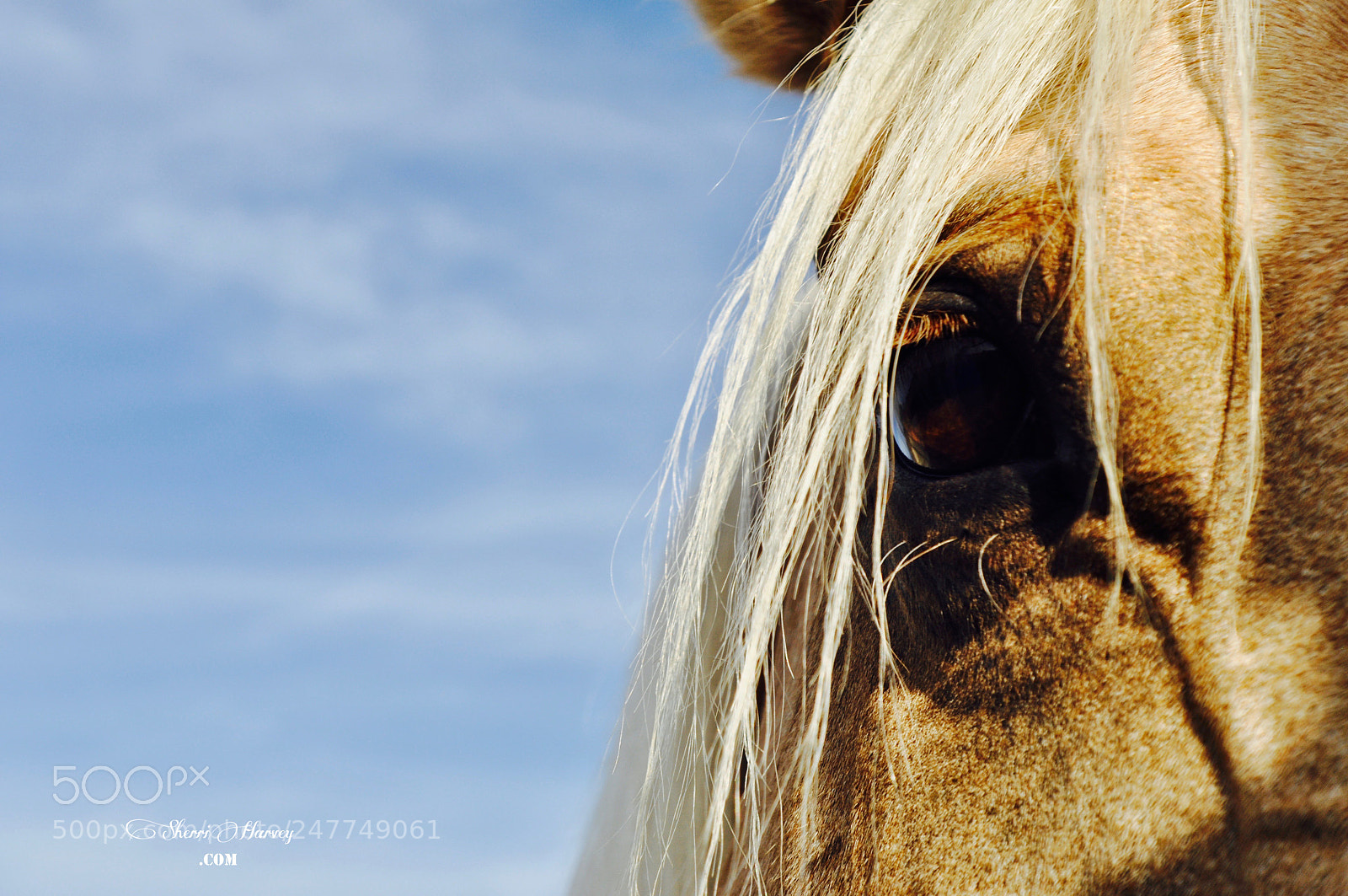 Nikon D90 sample photo. Lucky, rescue horse, horse photography
