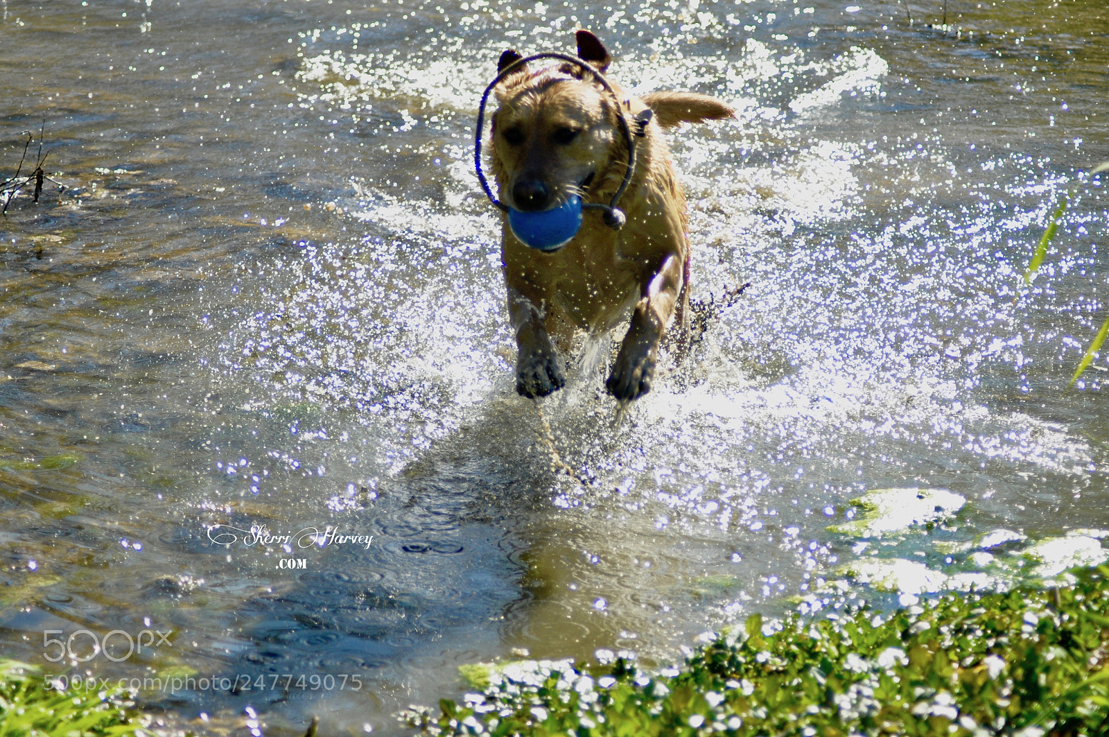 Nikon D90 sample photo. Golden retriever, dog, dog photography