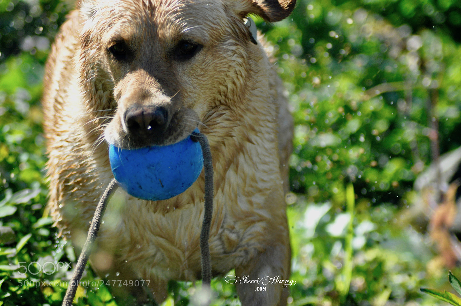 Nikon D90 sample photo. Golden retriever, puppy photography
