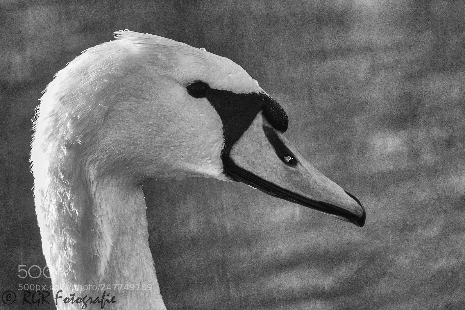 Canon EOS 60D sample photo. Untitled photography