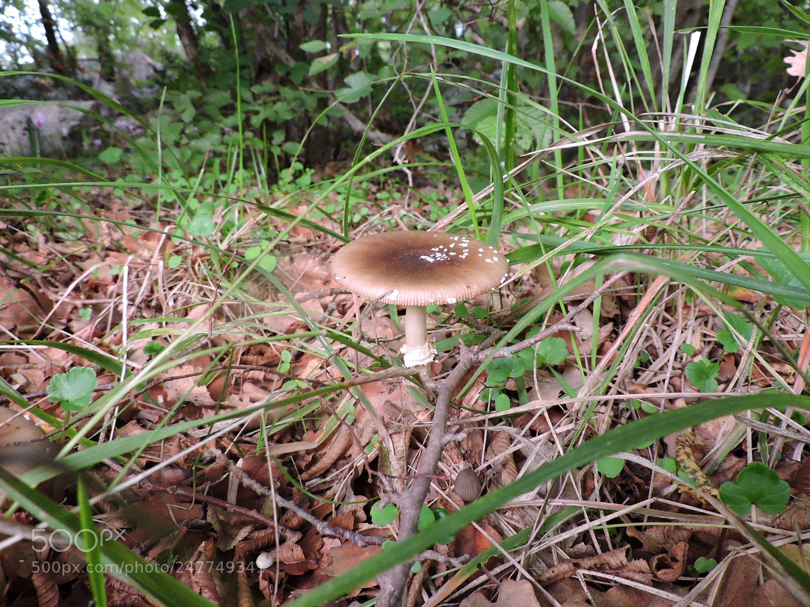 Nikon Coolpix P530 sample photo. Mushroom photography