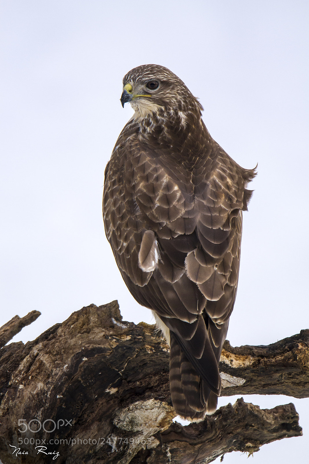 Canon EOS 7D sample photo. Busardo ratonero photography