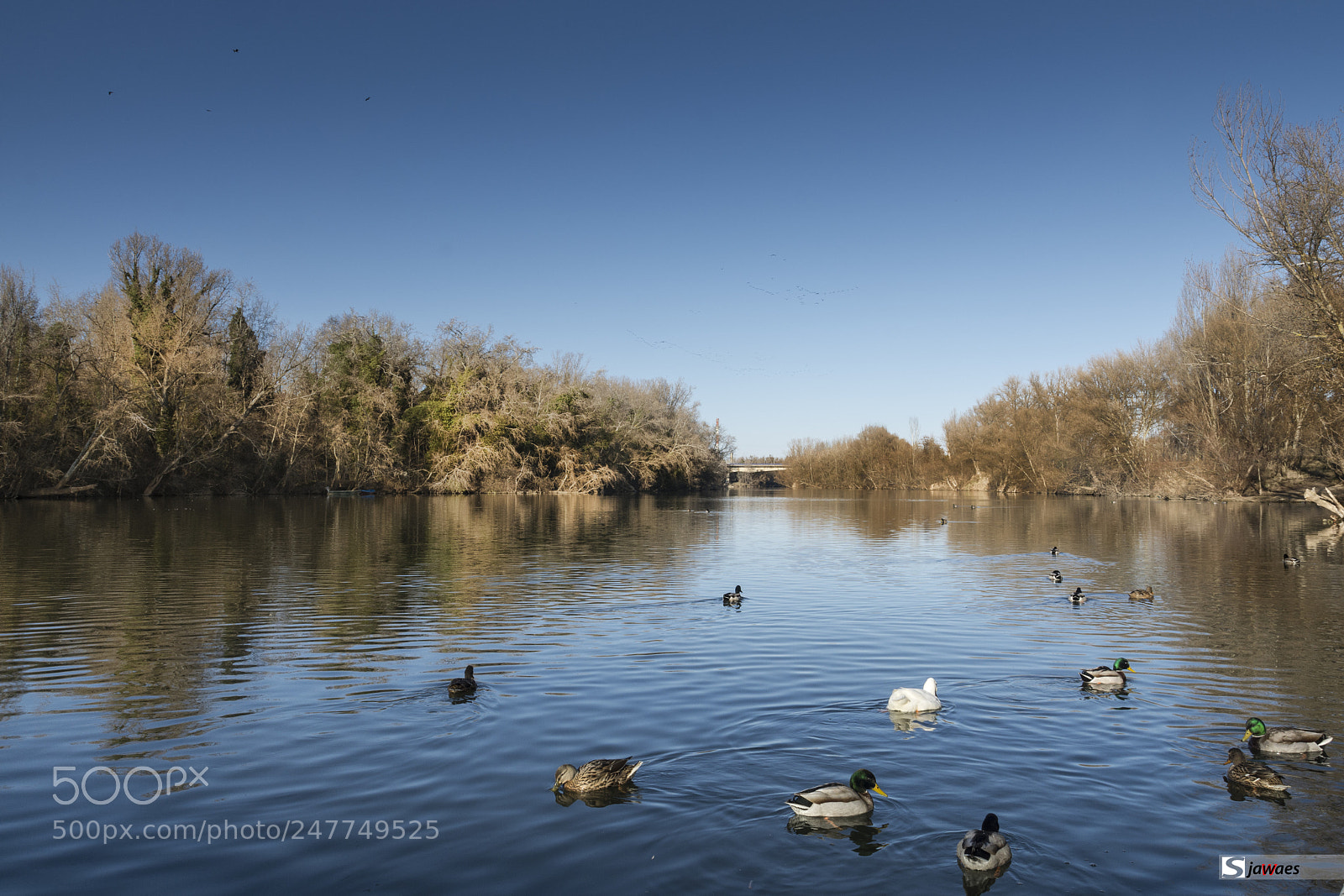 Nikon D7200 sample photo. Ducks in the river photography