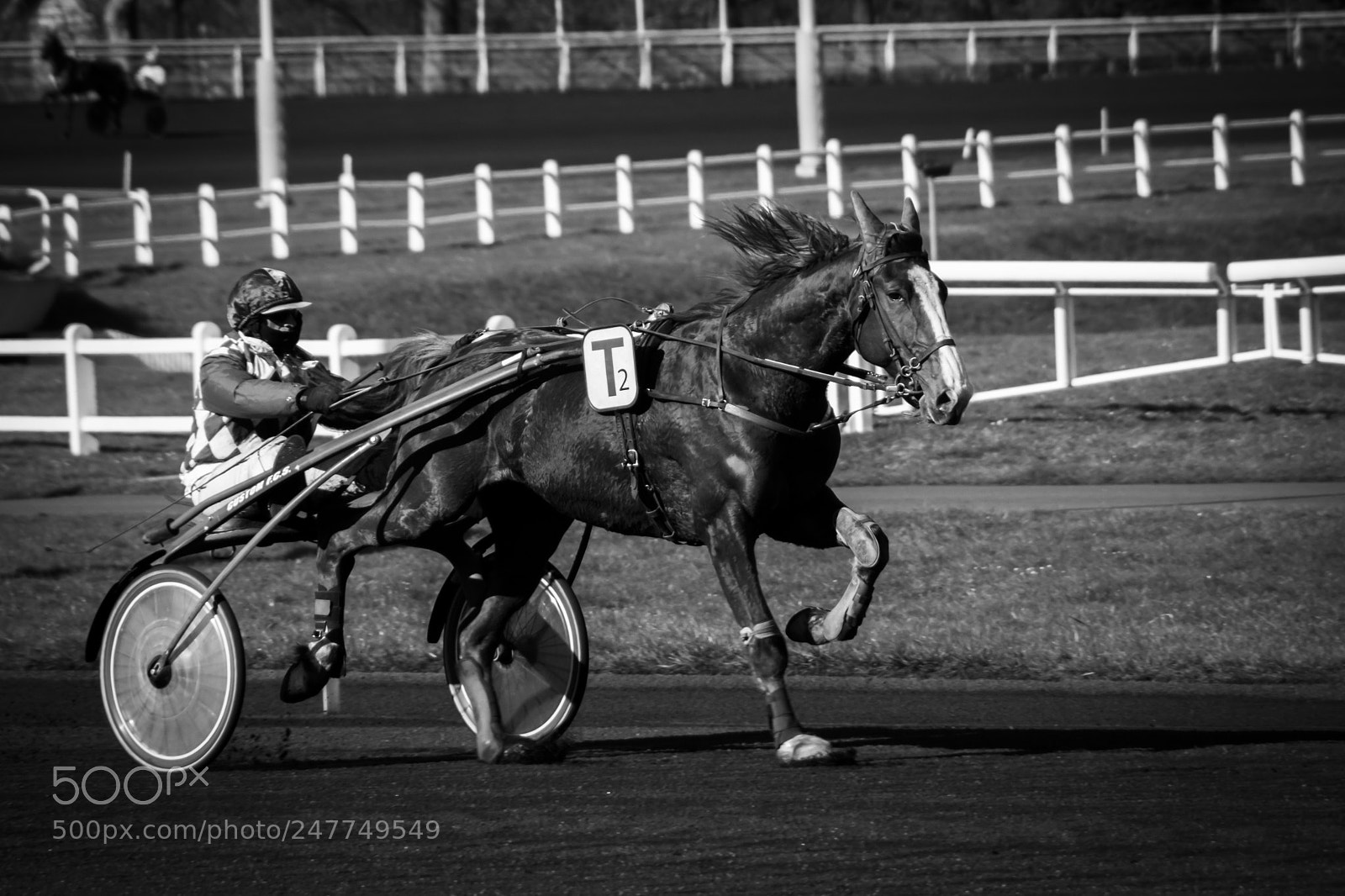 Sony SLT-A65 (SLT-A65V) sample photo. Horse trotting race photography