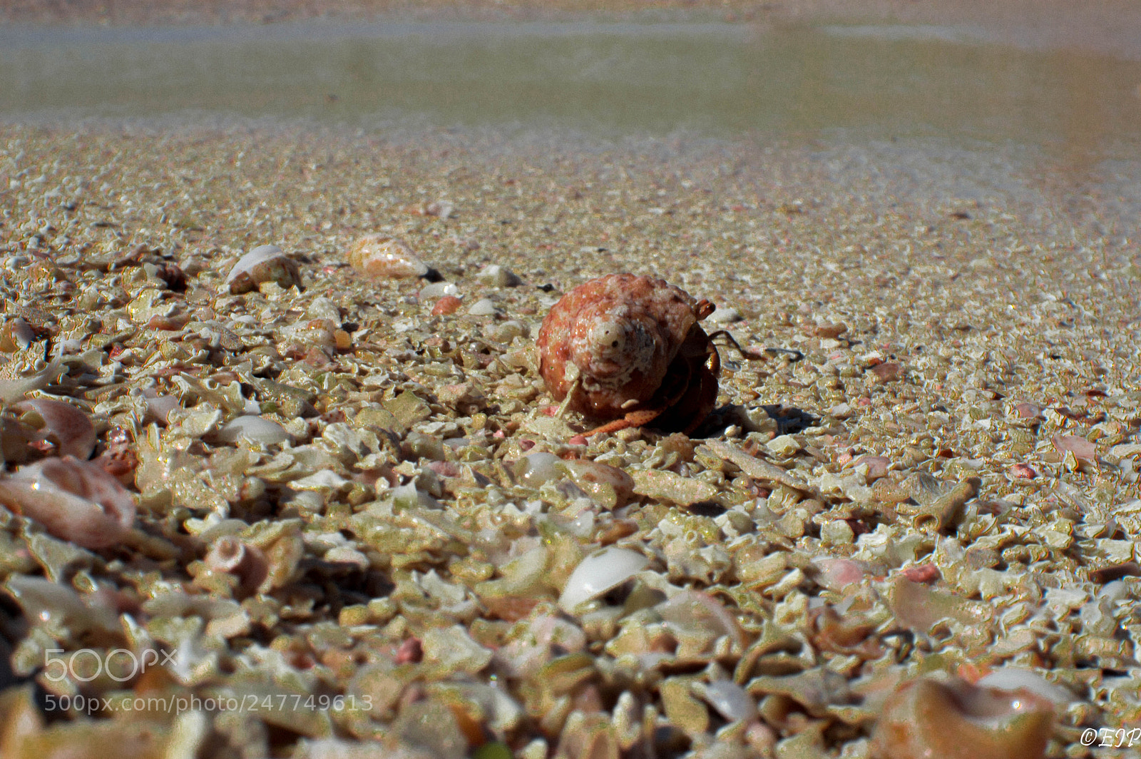 Nikon D3200 sample photo. Walking shell photography