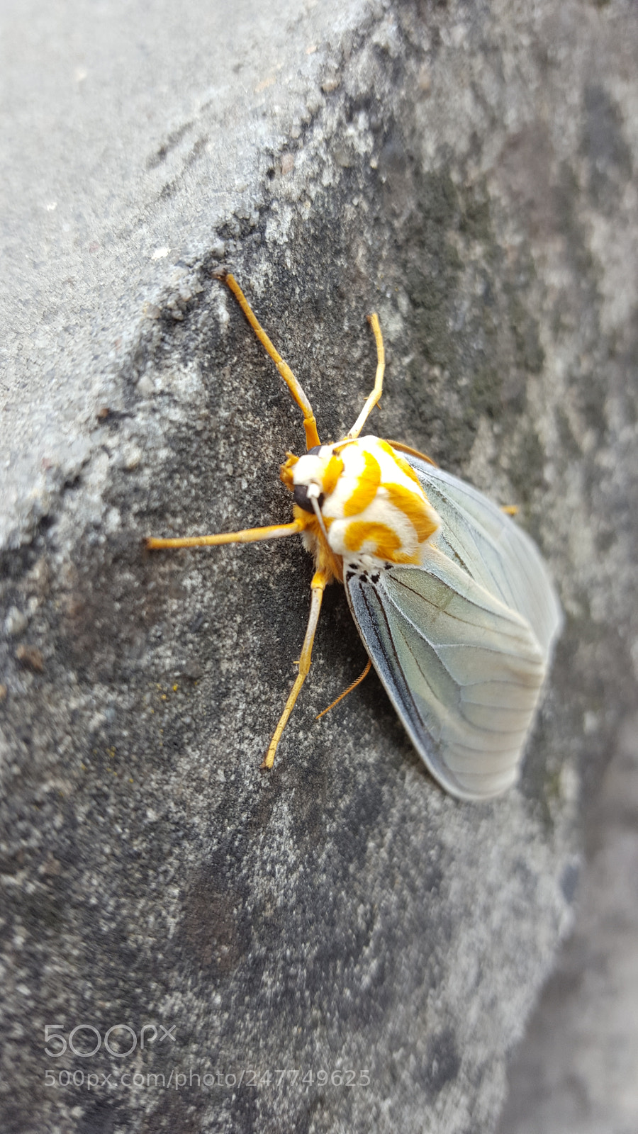 Samsung Galaxy S6 sample photo. Polilla photography