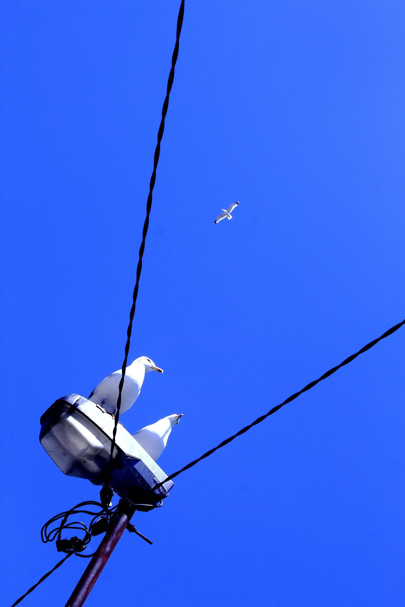 Canon EF-S 55-250mm F4-5.6 IS sample photo. Et si on s'envolait ? photography