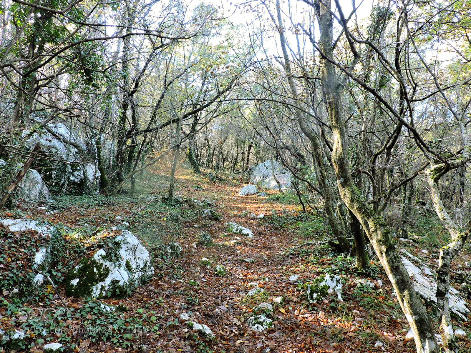 Nikon Coolpix P530 sample photo. Forest photography