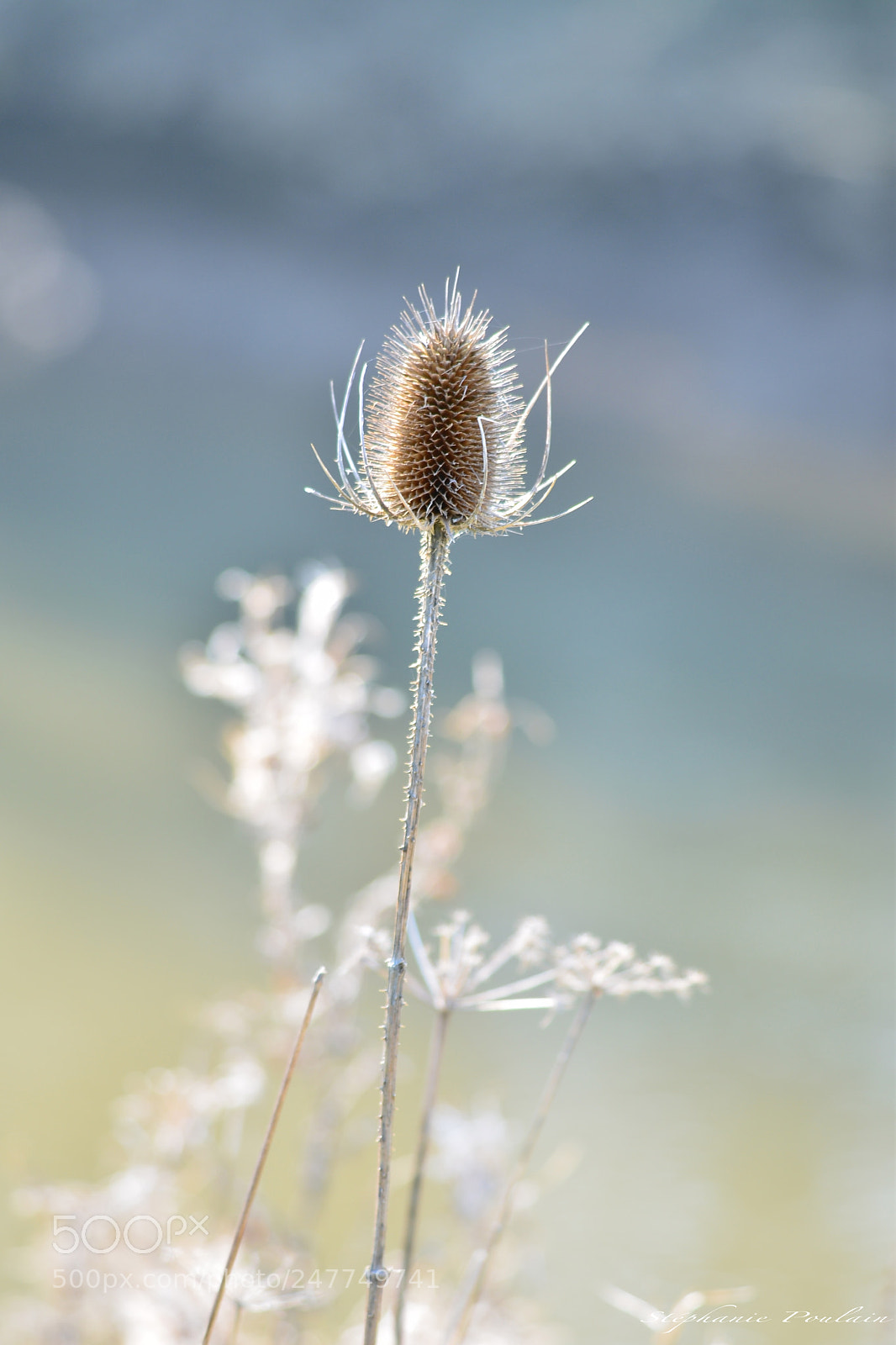 Nikon D610 sample photo. Cardère sauvage photography