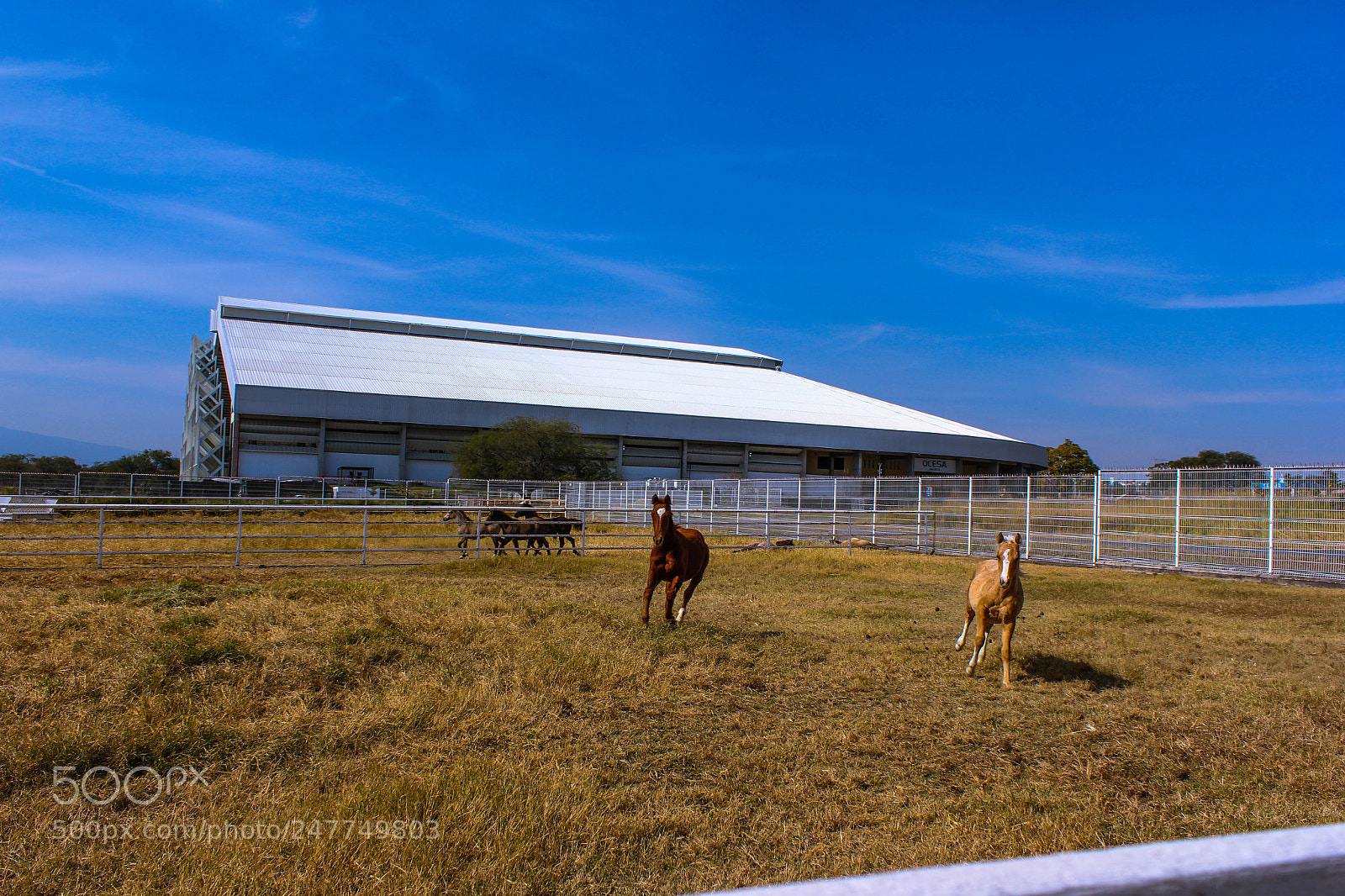 Canon EOS 550D (EOS Rebel T2i / EOS Kiss X4) sample photo. Rancho los 3 potrillos photography