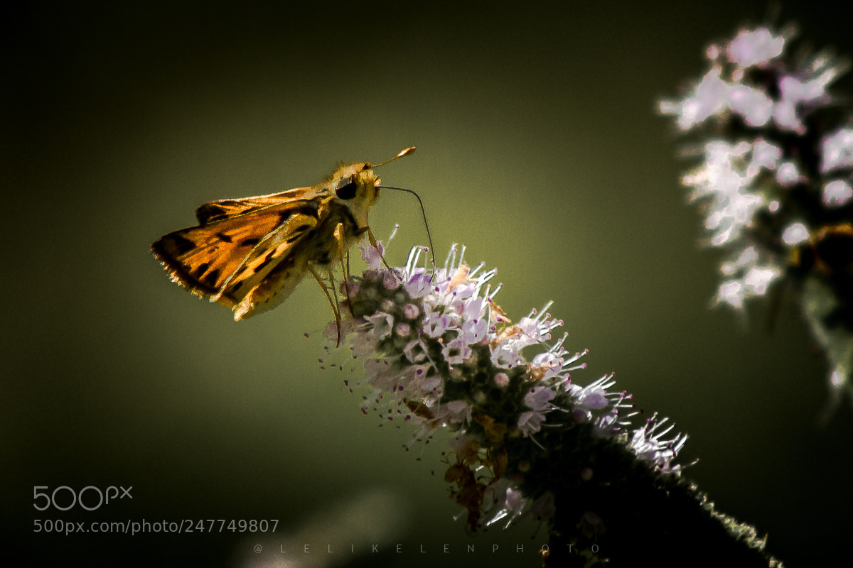 Canon EOS 700D (EOS Rebel T5i / EOS Kiss X7i) sample photo. Hylephila fasciolata photography