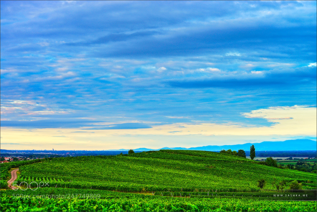 Sony a99 II sample photo. Green and blue photography