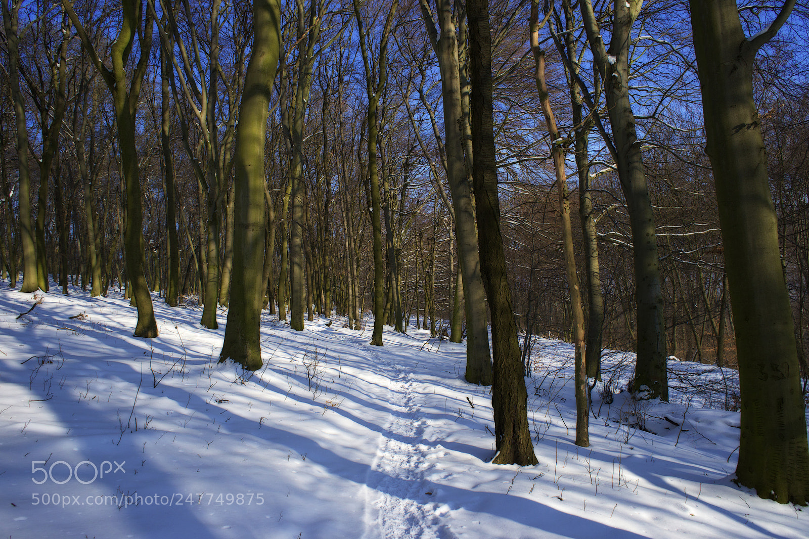 Sony a7 sample photo. Morning into frozen forest photography