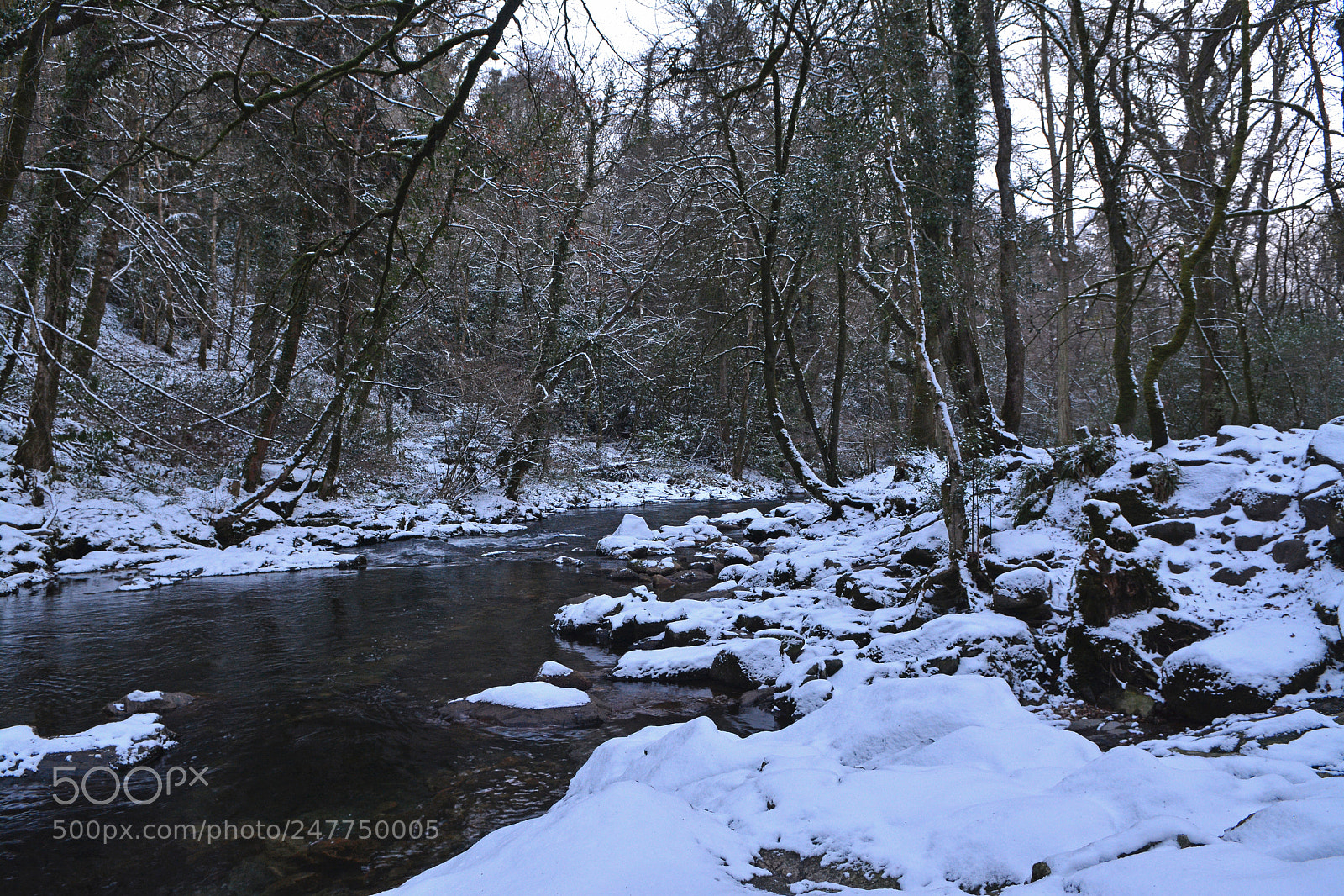Nikon D7100 sample photo. Snow in the woods photography
