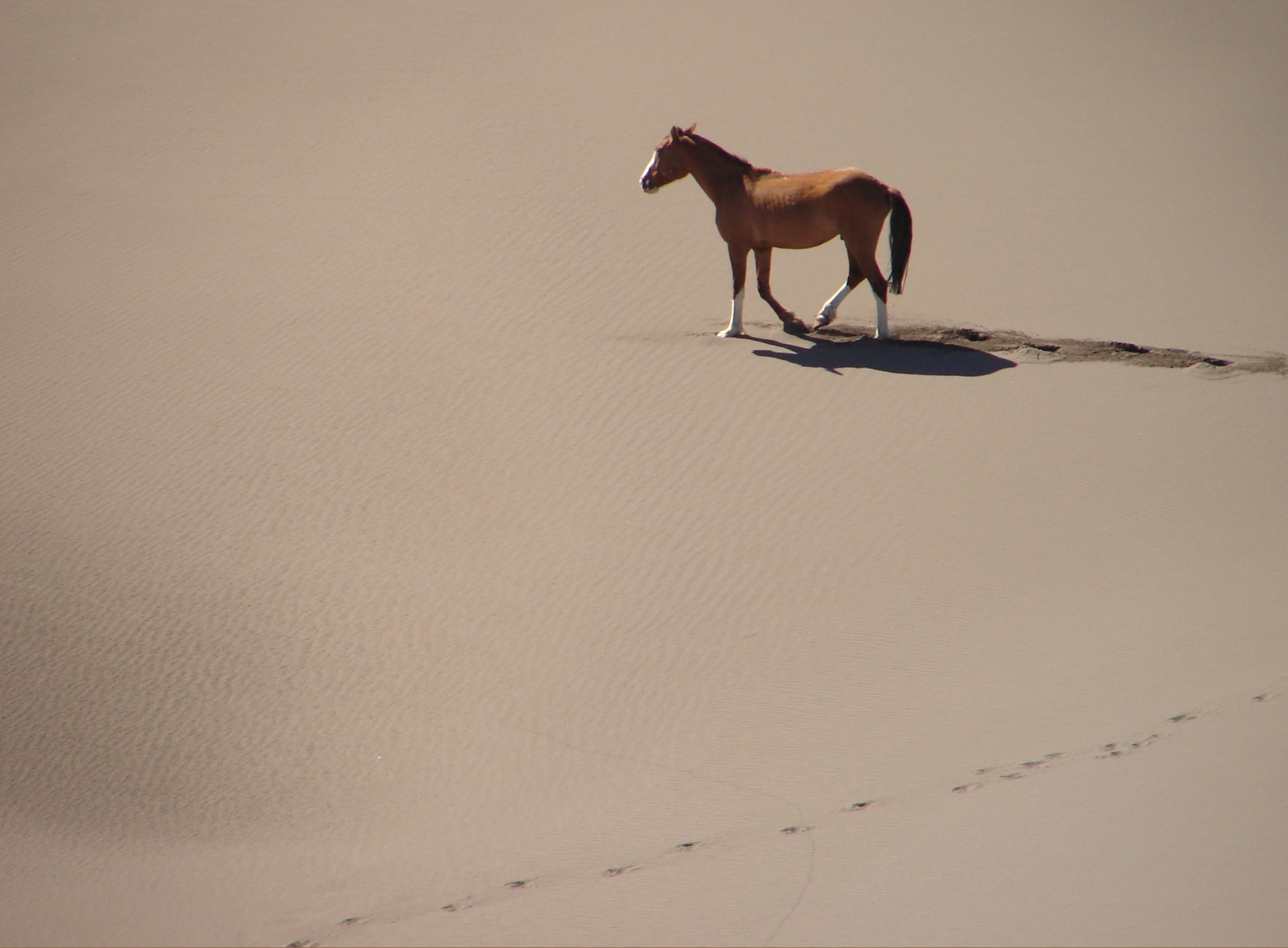 Sony DSC-H1 sample photo. Perdido en el desierto photography