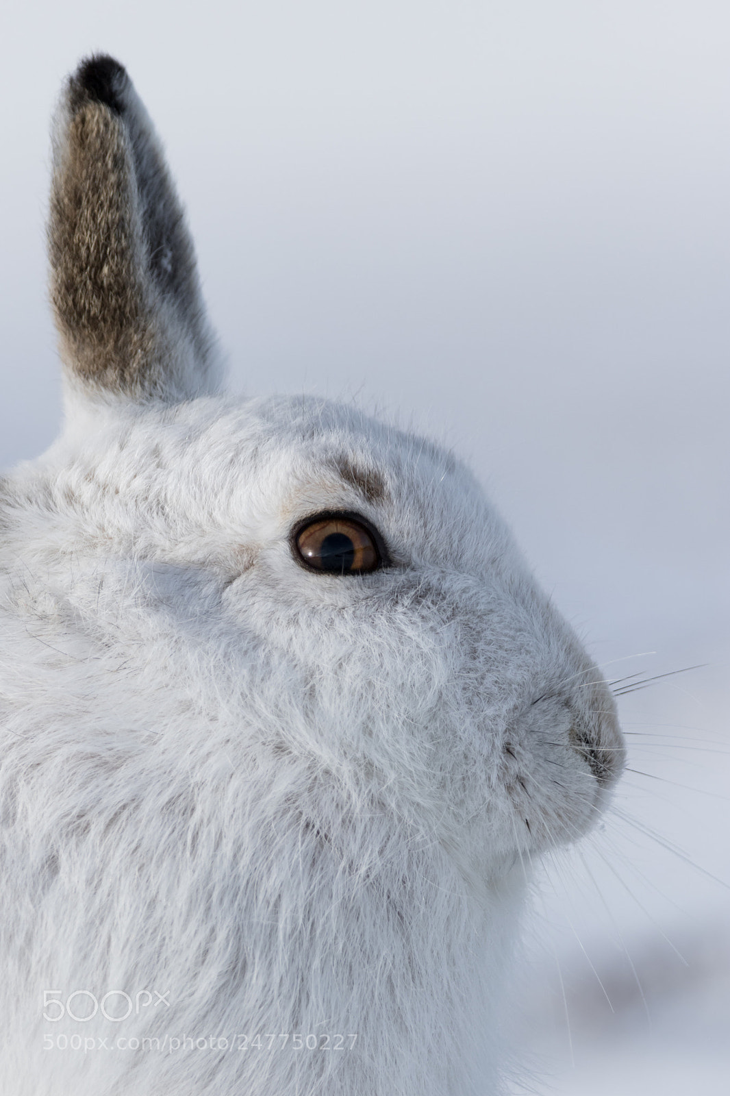 Canon EOS 7D Mark II sample photo. Mountain hare profile photography