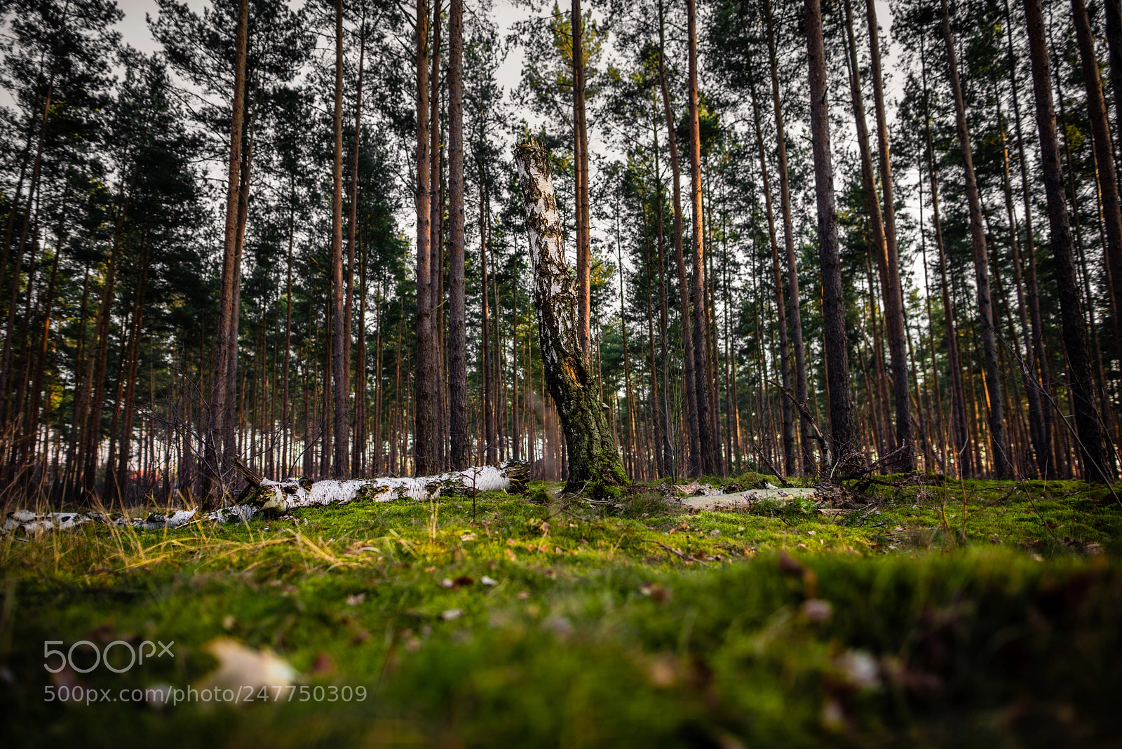 Nikon D810 sample photo. Cut off photography