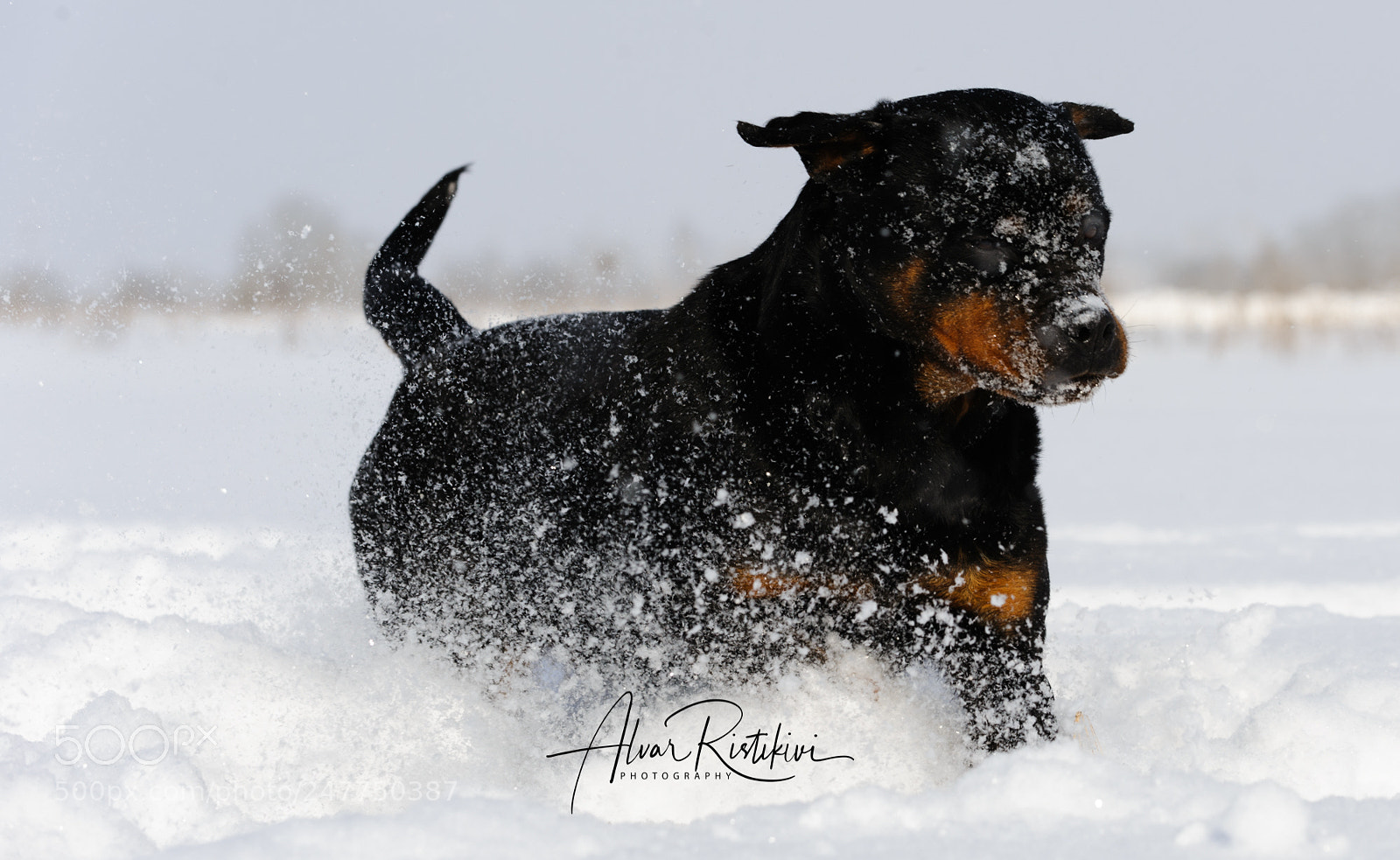 Nikon D3 sample photo. Mac alw photography