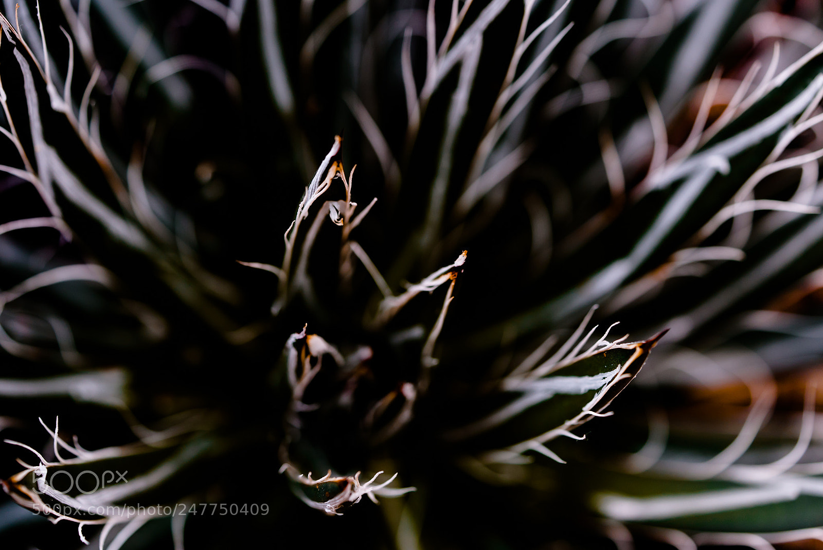 Sony a7S sample photo. And either way you photography
