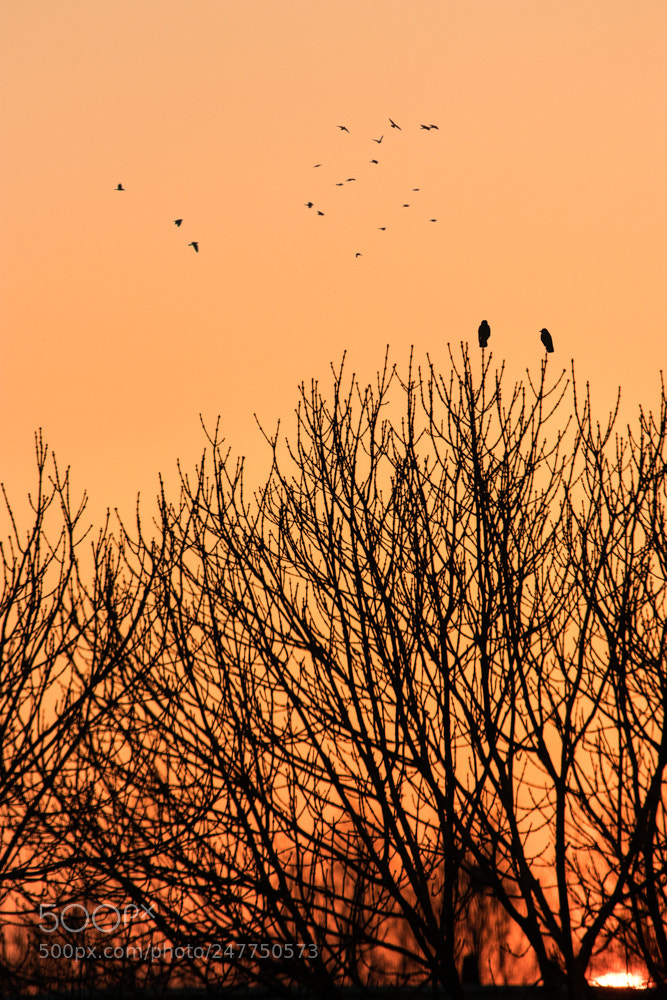 Canon EOS 80D sample photo. Sunset photography