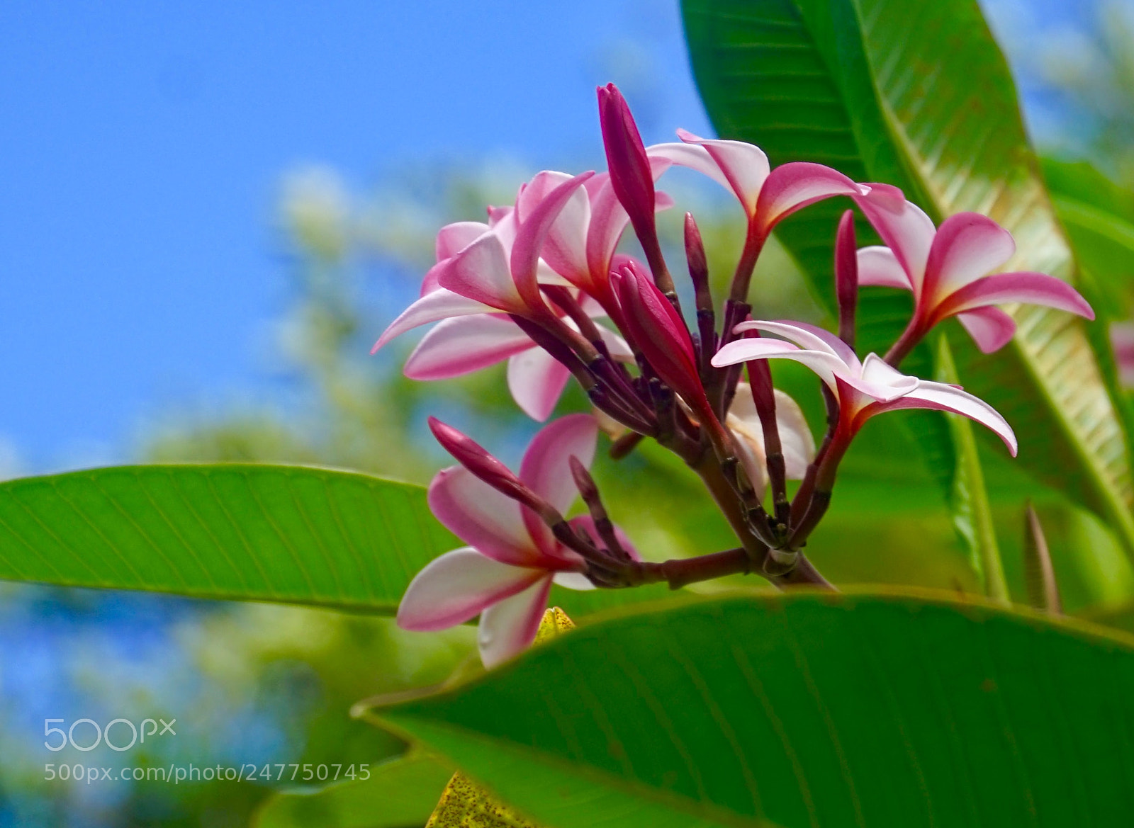 Sony a7 sample photo. Plumeria photography