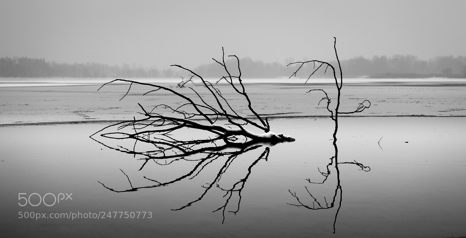 Nikon D810 sample photo. Drowning trees photography