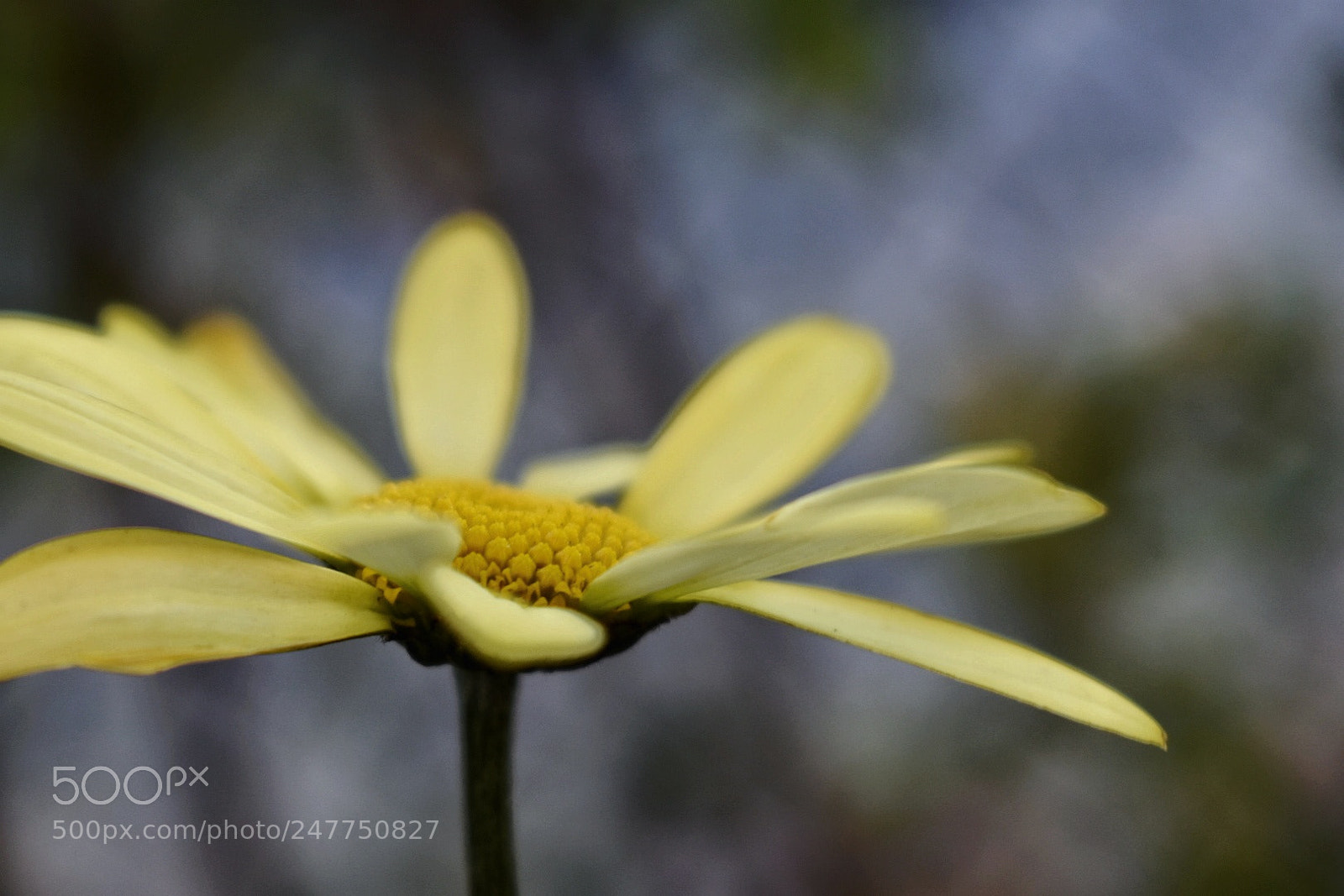 Nikon D3400 sample photo. Yellow petals photography