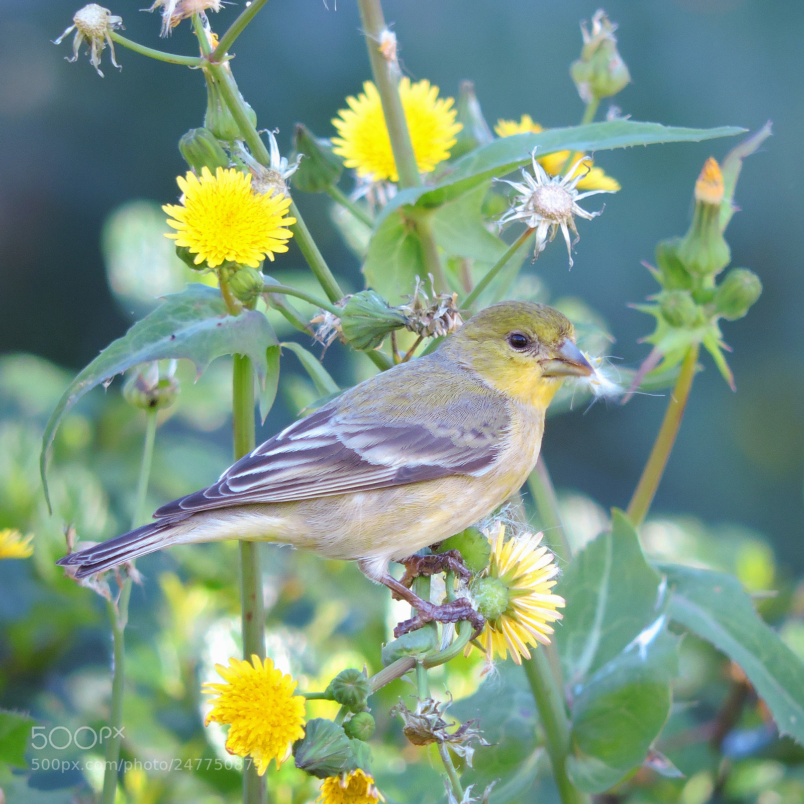 Nikon Coolpix P530 sample photo. Female lesser goldfinch photography