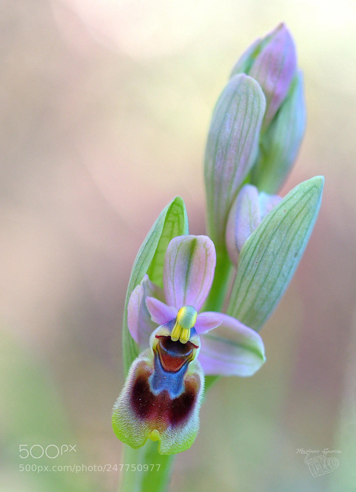 Olympus OM-D E-M1 Mark II sample photo. Orchid photography