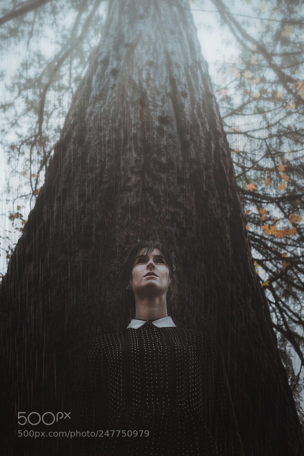 Fujifilm X-T2 sample photo. Lost in the woods photography