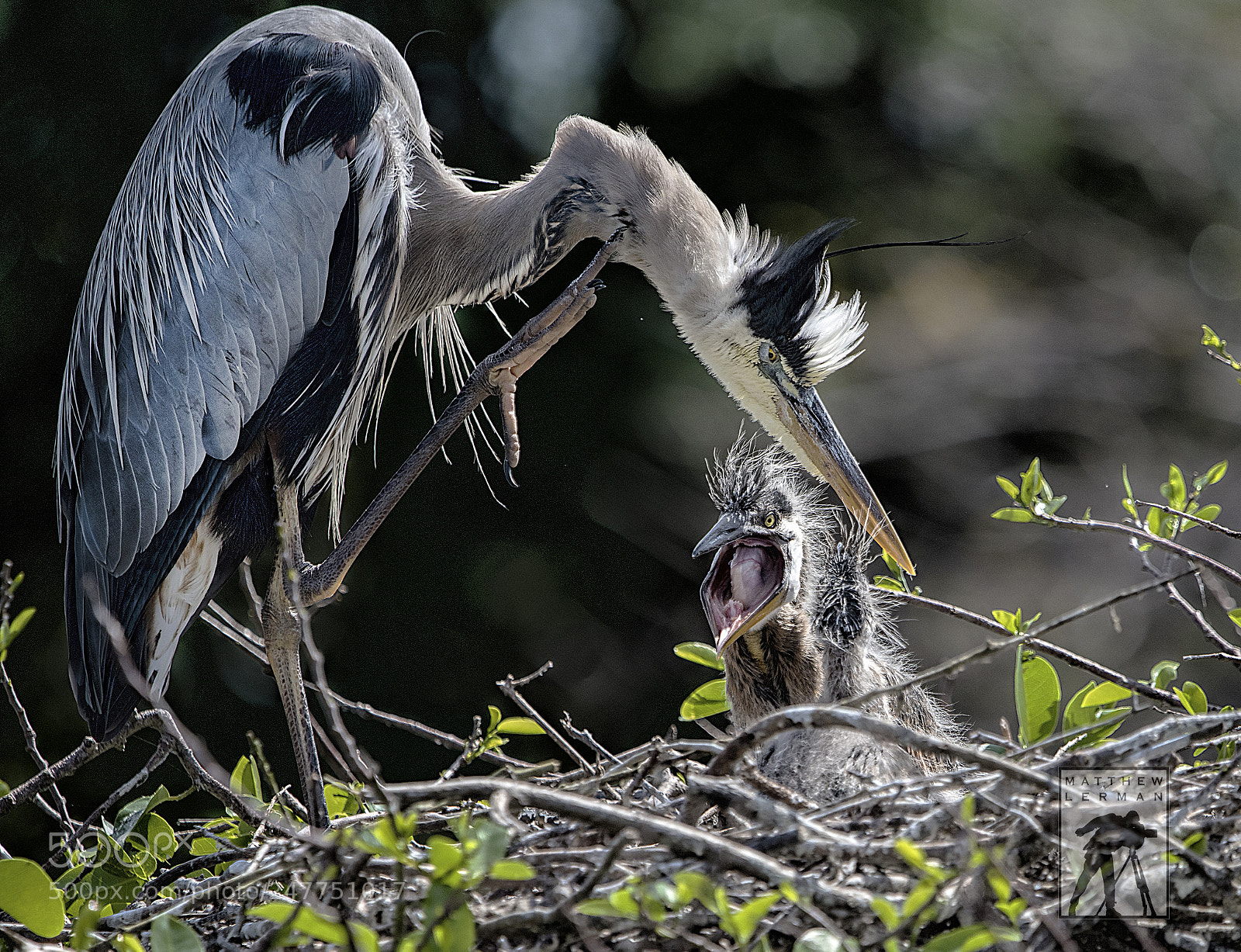 Nikon D810 sample photo. The angry child  1639 photography