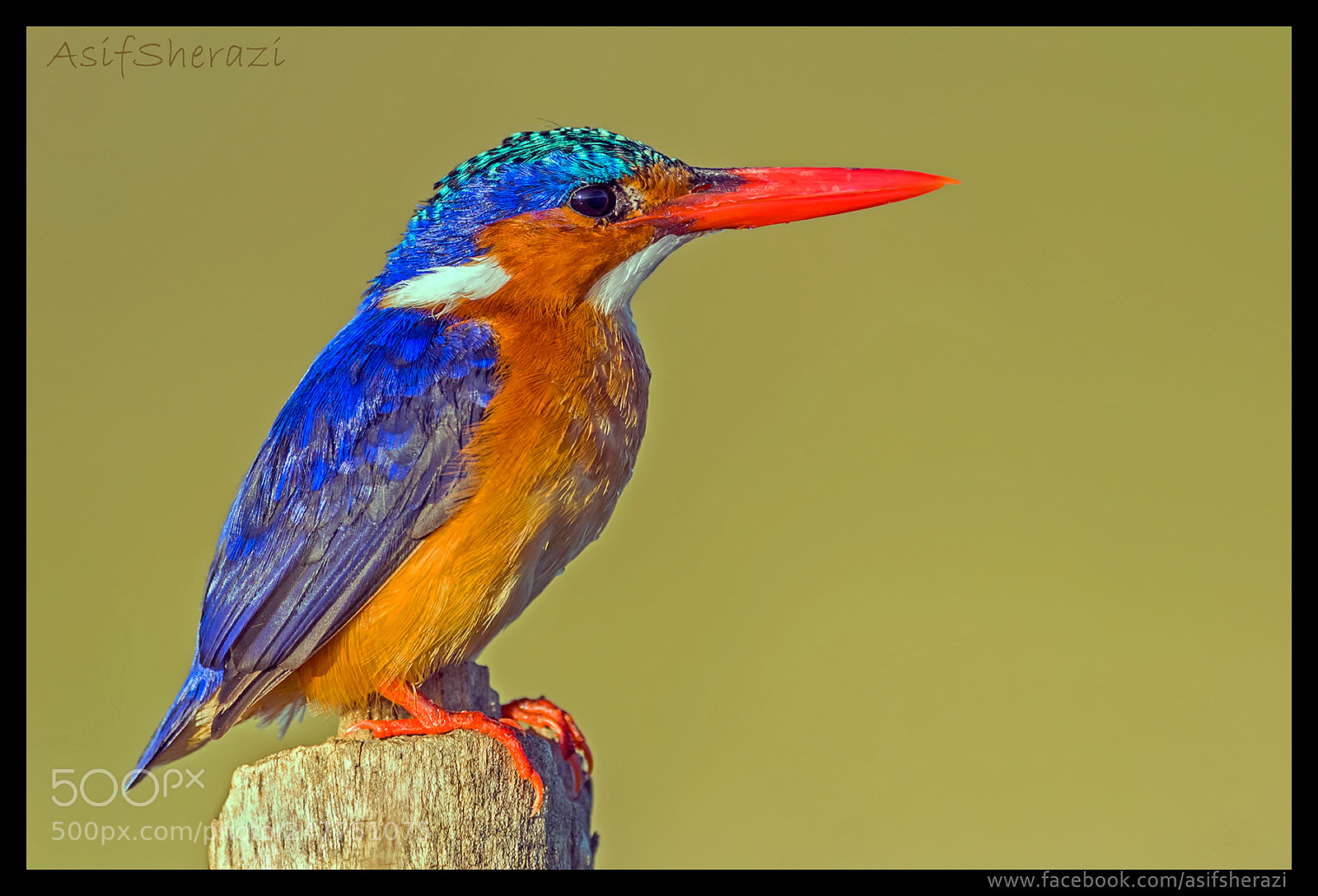 Nikon D5 sample photo. Beauty of the nature photography
