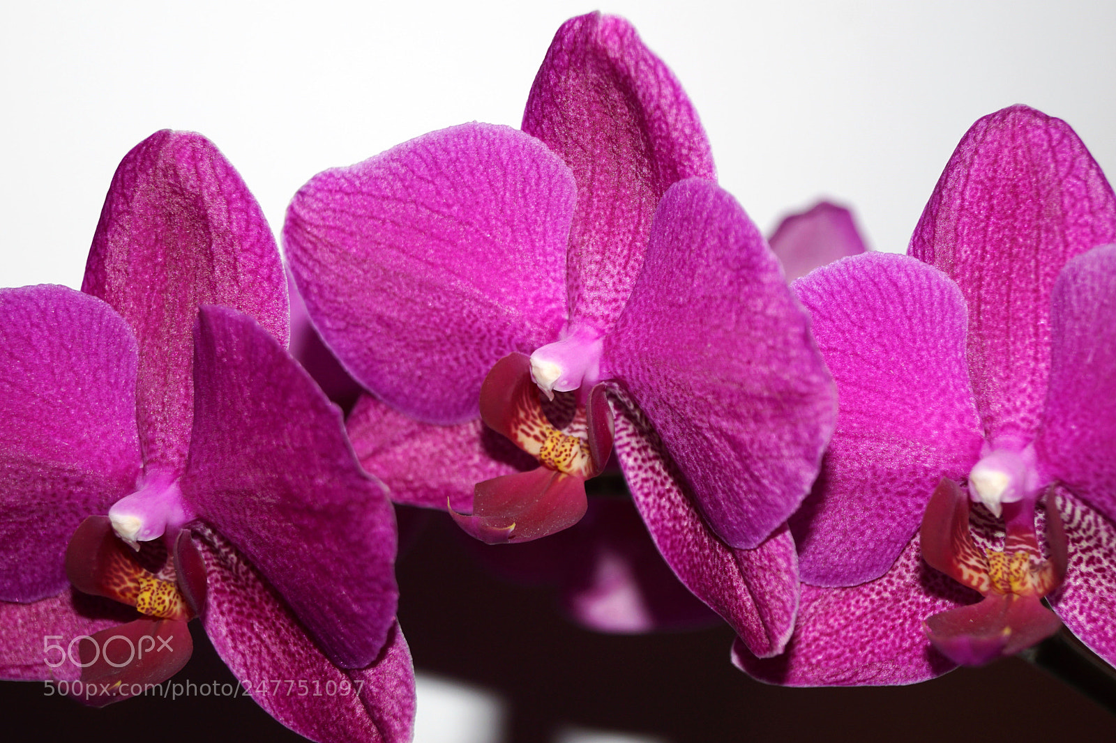 Sony SLT-A68 sample photo. Vibrant color photography
