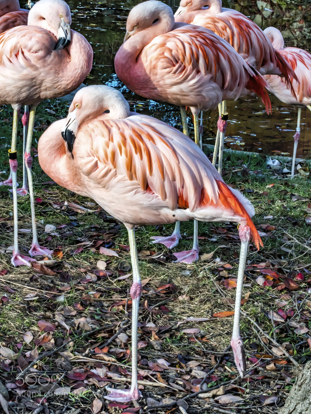 Sony a9 sample photo. The gang's all here photography