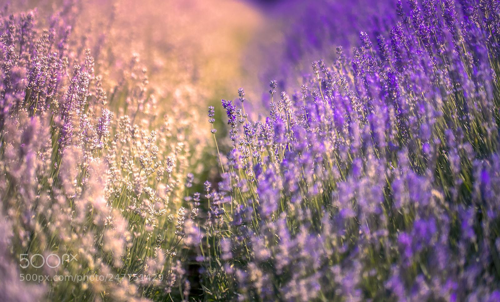 Canon EOS-1D X Mark II sample photo. Lavender spin photography