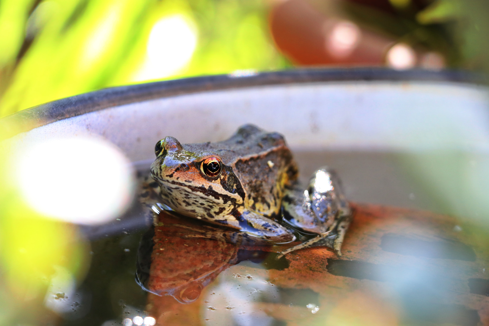 Canon EOS 80D sample photo. Besucher in der tränke photography
