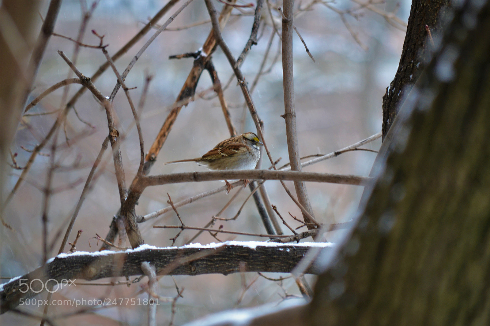 Nikon D3100 sample photo. Bird photography