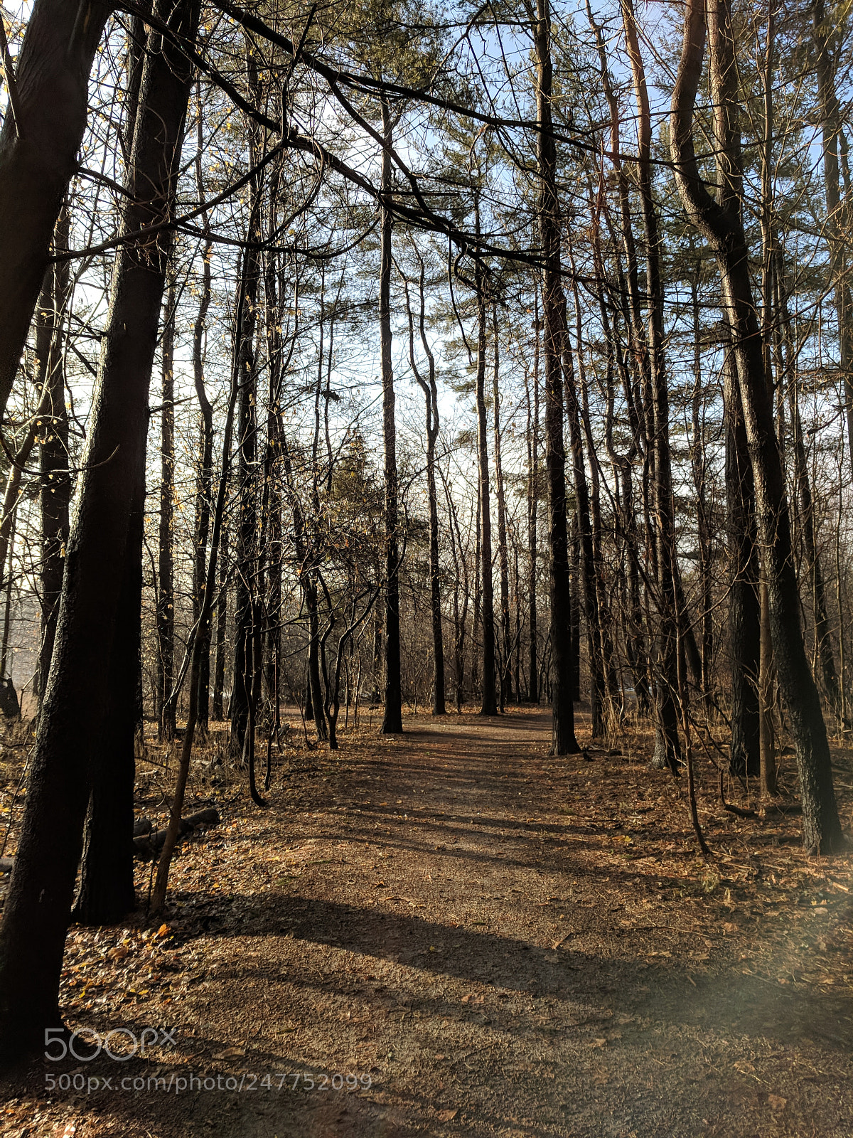 Google Pixel XL sample photo. Untitled photography