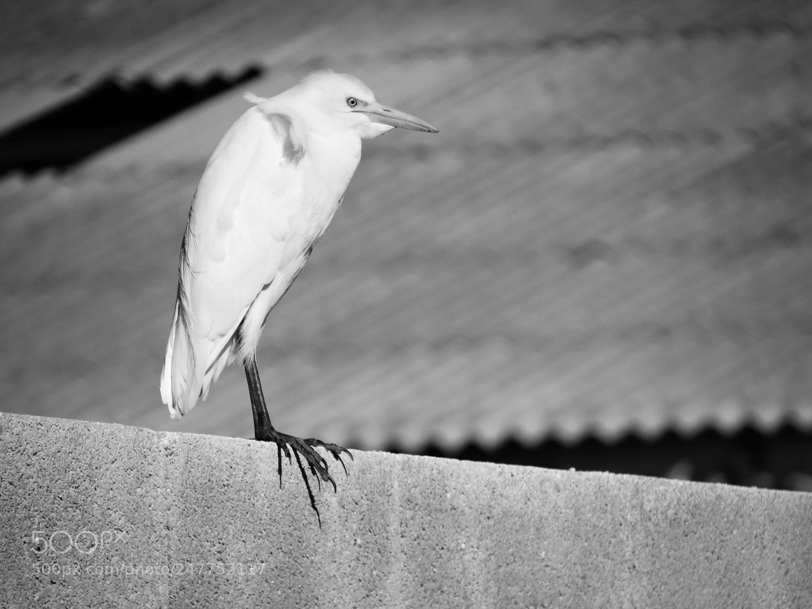Sony Cyber-shot DSC-HX300 sample photo. Watchbird photography