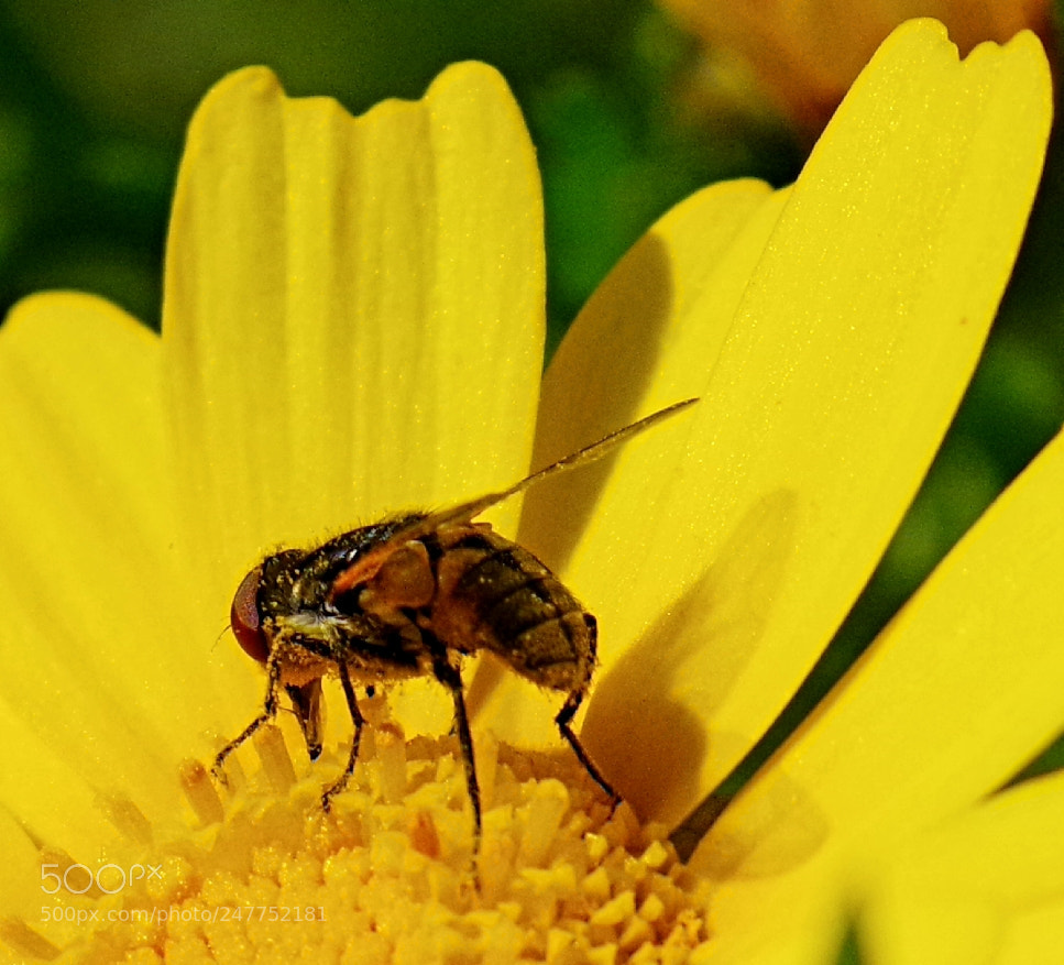 Pentax K-70 sample photo. Nature photography